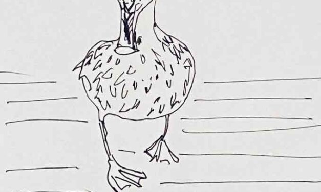 NEW | 15x15cm | drawing x paper | 2022 #bird