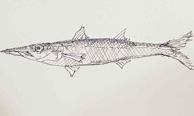 NEW | 22x29cm | drawing x paper | 2023 #fish
