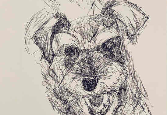 NEW | schnauzer | 50x30cm | drawing x paper | 2022 #dog