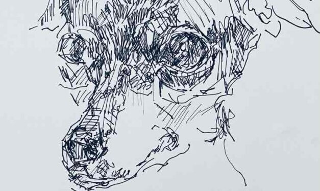 NEW | 29x22cm | drawing x paper | 2024 #dog