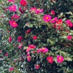 HAPPY NEW YEAR!! | 2026 #art