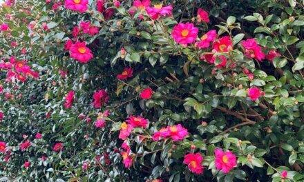 HAPPY NEW YEAR!! | 2026 #art